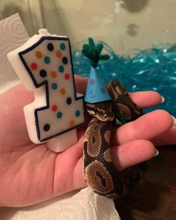Funny Animals (30 pics)