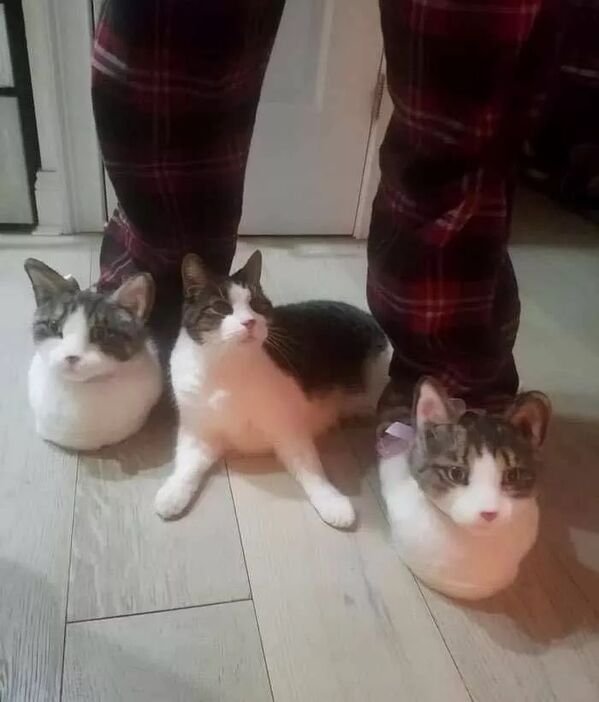 Cute Cats (28 pics)