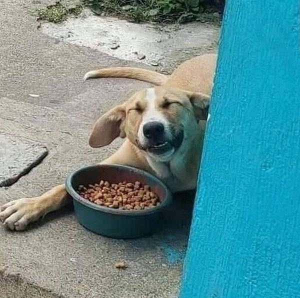 Funny Animals (30 pics)