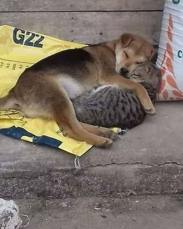 Funny Animals (30 pics)