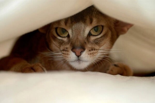 Cute Cats (28 pics)