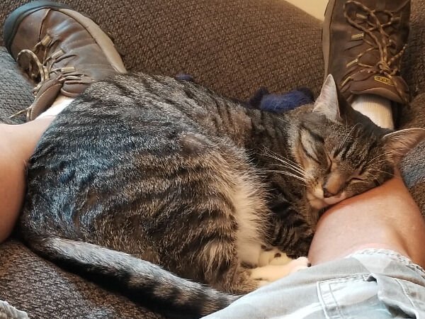 Cute Cats (28 pics)