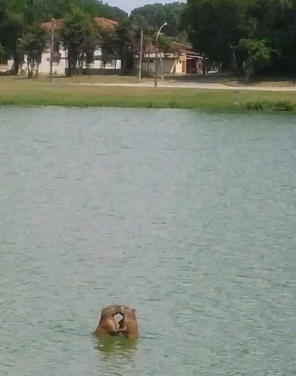 Funny Animals (30 pics)