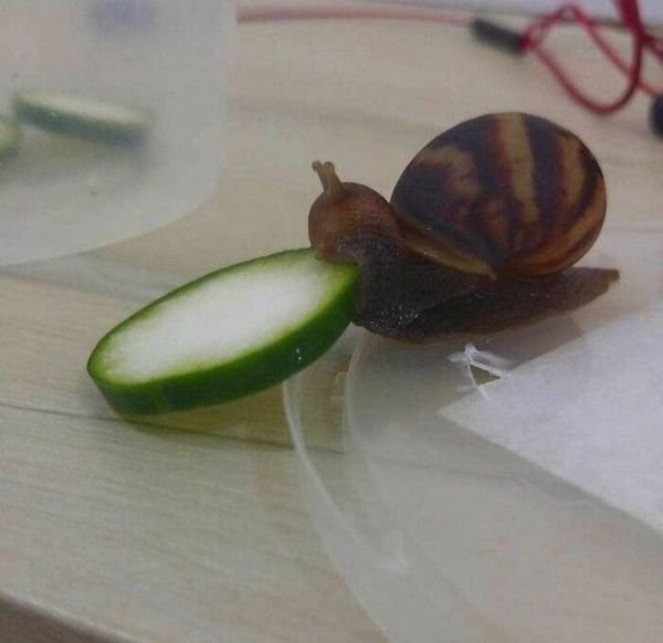 Funny Animals (30 pics)