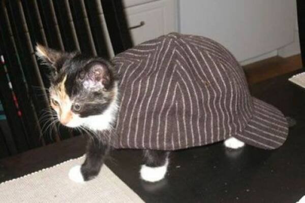 Cute Cats (28 pics)