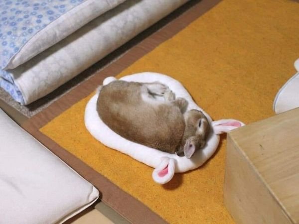 Funny Animals (30 pics)