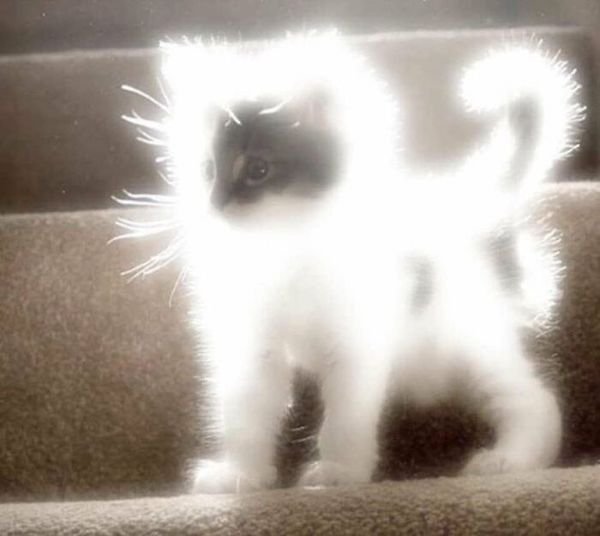 Funny Animals (30 pics)
