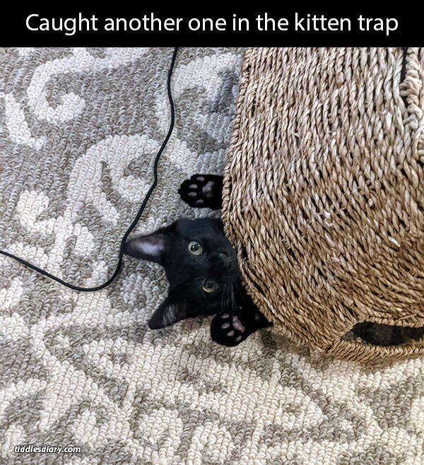 Cute Cats (28 pics)