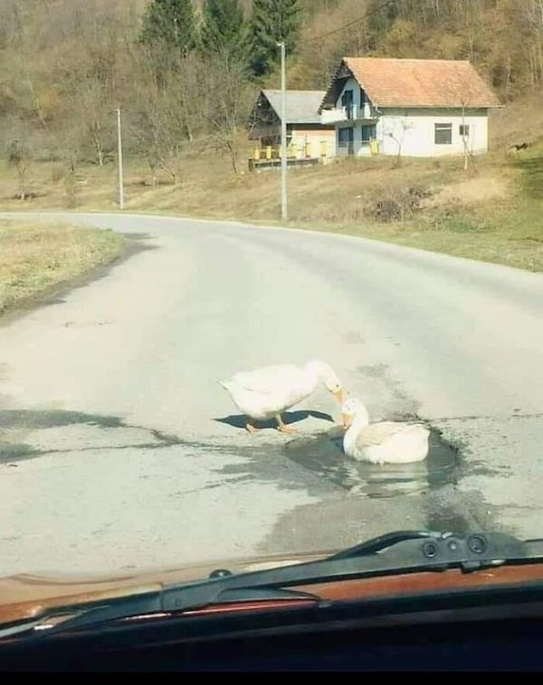 Funny Animals (30 pics)