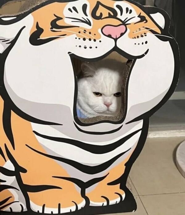 Cute Cats (28 pics)