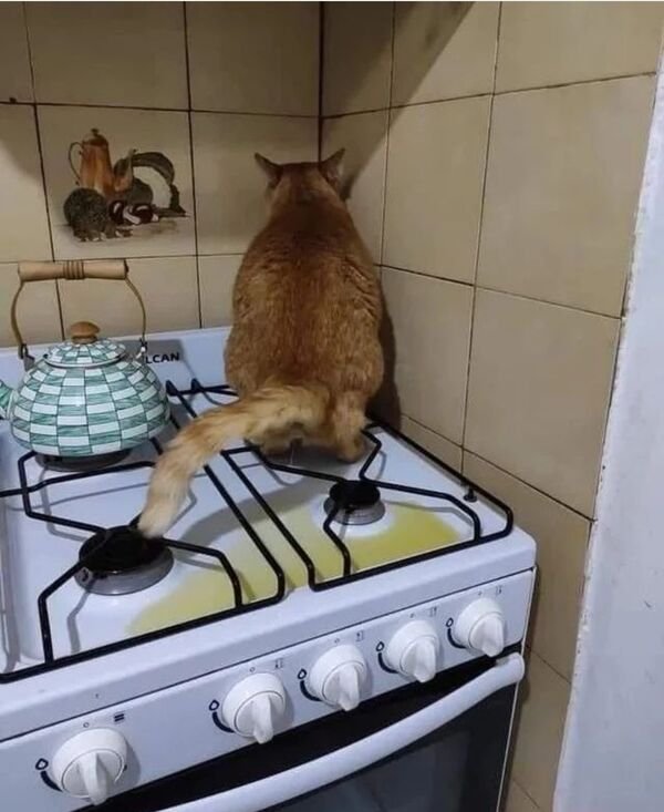 Cute Cats (28 pics)