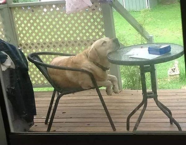 Funny Animals (30 pics)