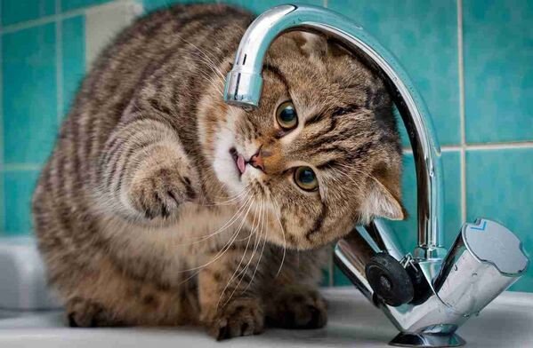 Cute Cats (28 pics)