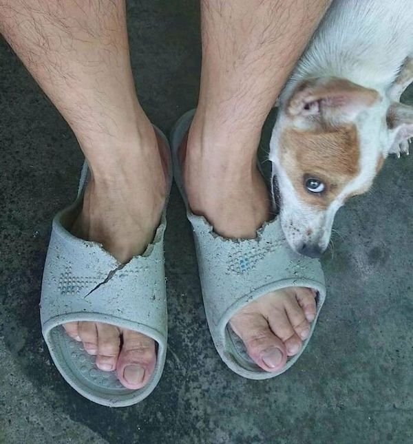 Funny Animals (30 pics)