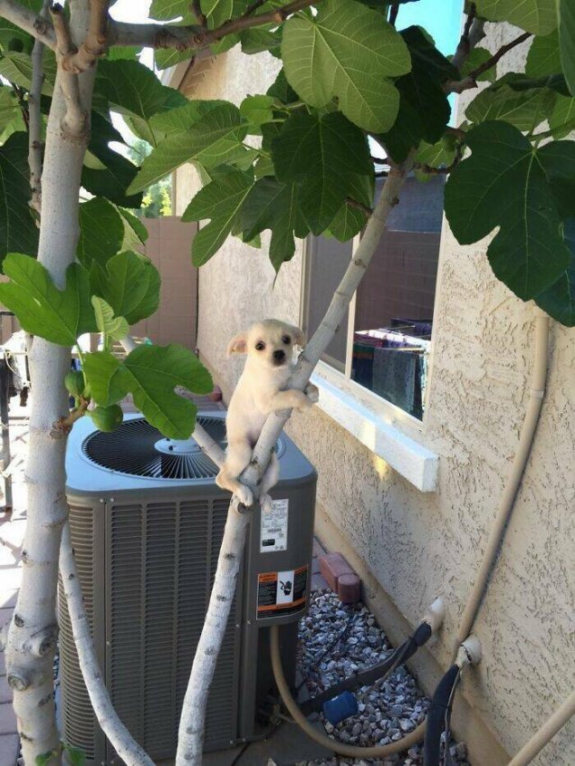 Funny Animals (48 pics)