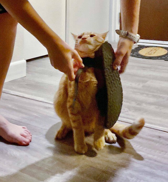 Funny Animals (48 pics)