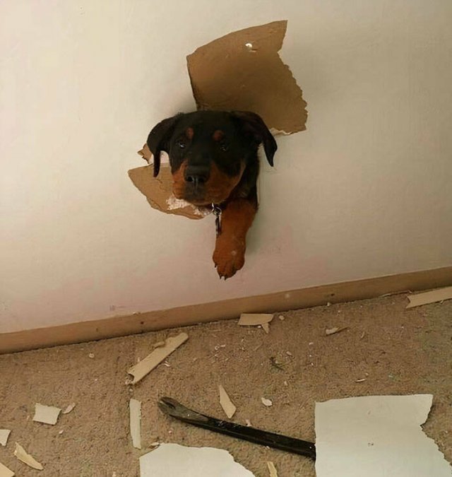 Funny Animals (48 pics)