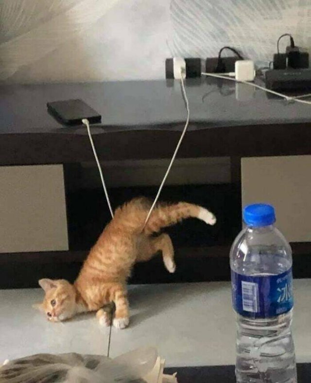 Funny Animals (48 pics)