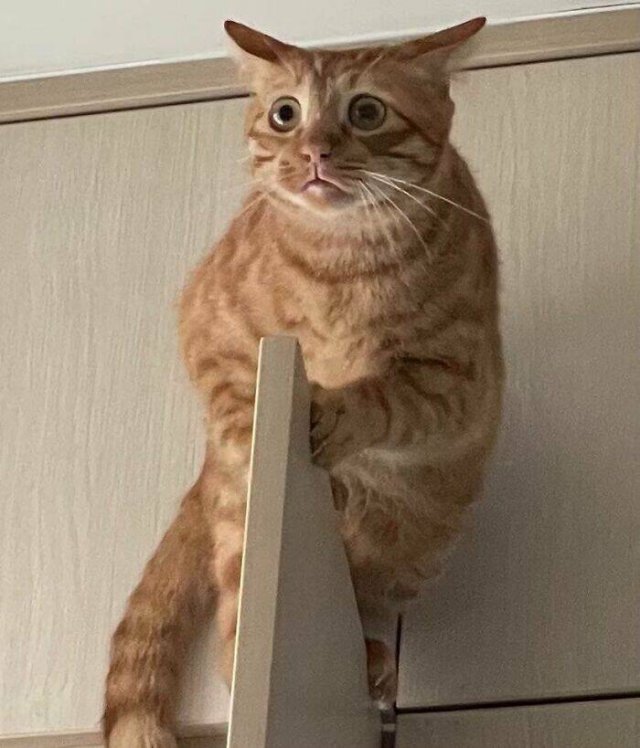 Funny Animals (48 pics)