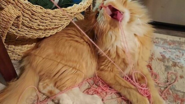 Funny Animals (48 pics)
