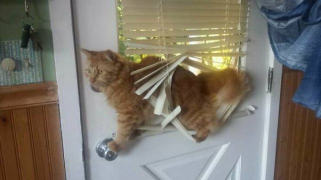 Funny Animals (48 pics)