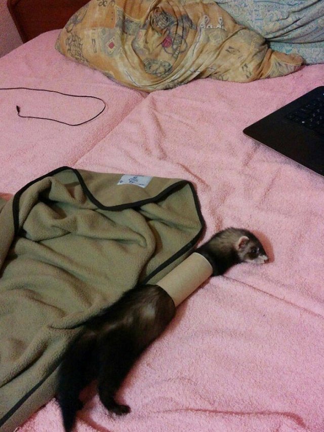 Funny Animals (48 pics)