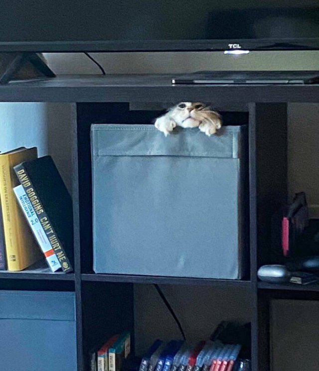 Funny Animals (48 pics)