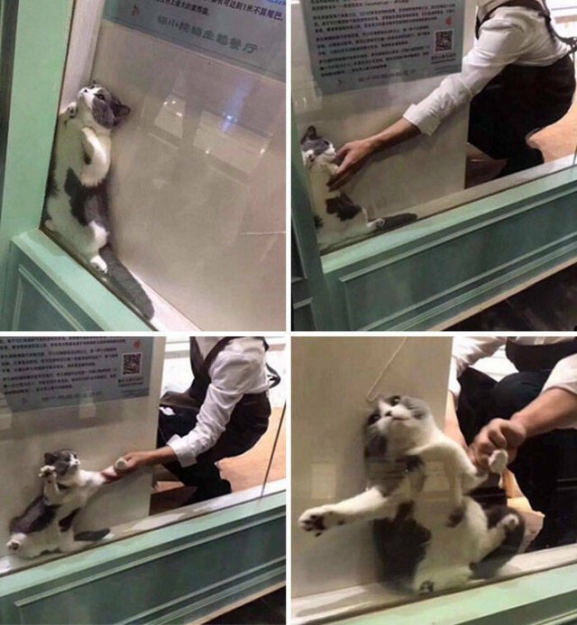 Funny Animals (48 pics)