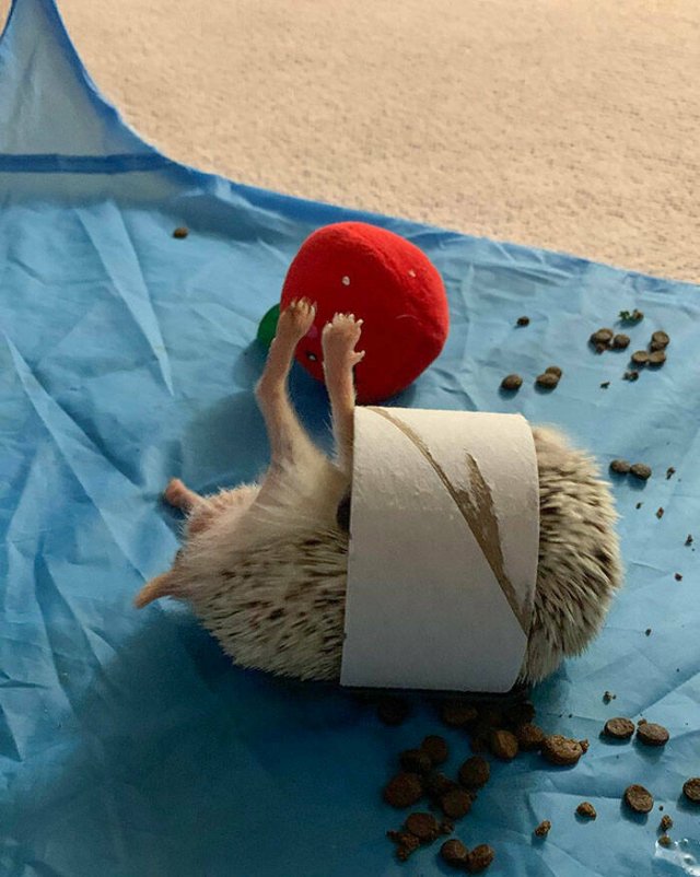Funny Animals (48 pics)