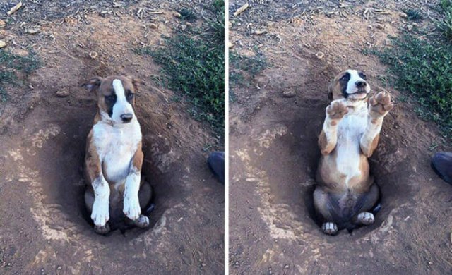 Funny Animals (48 pics)