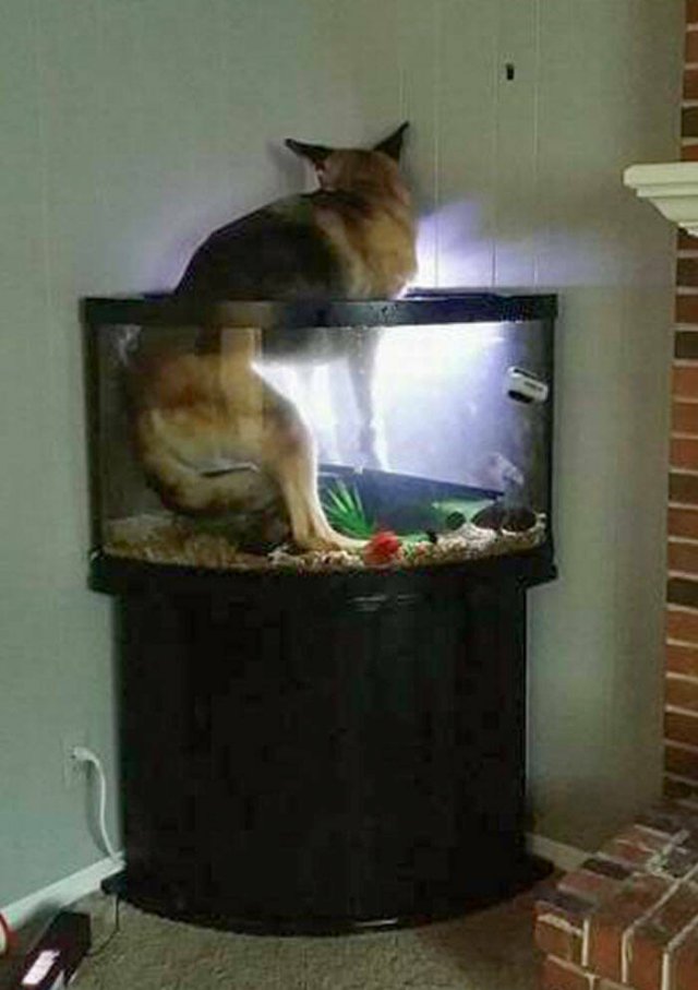 Funny Animals (48 pics)