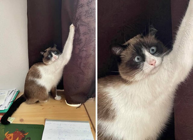 Funny Animals (48 pics)