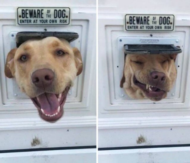 Funny Animals (48 pics)