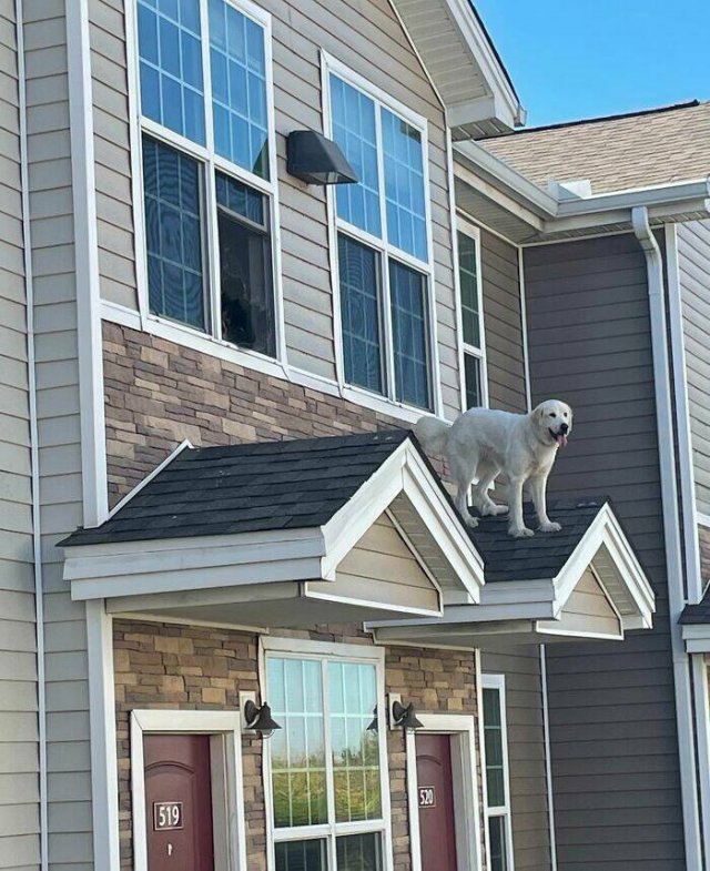 Funny Animals (48 pics)