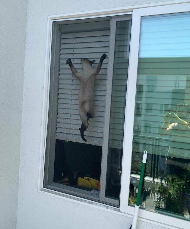 Funny Animals (48 pics)