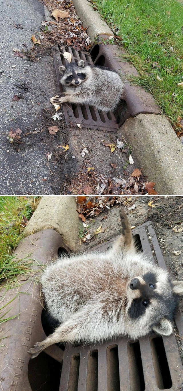 Funny Animals (48 pics)