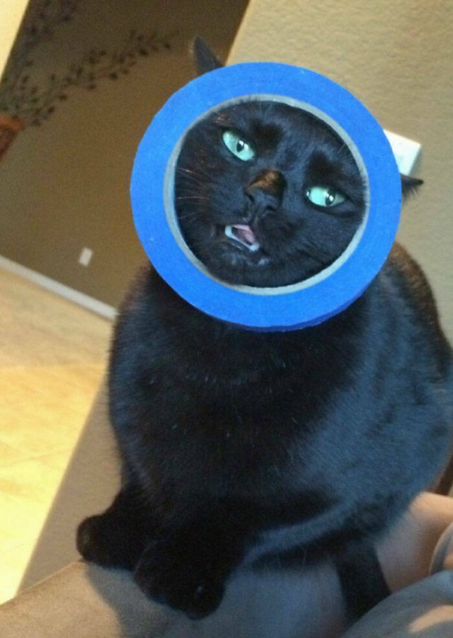 Funny Animals (48 pics)