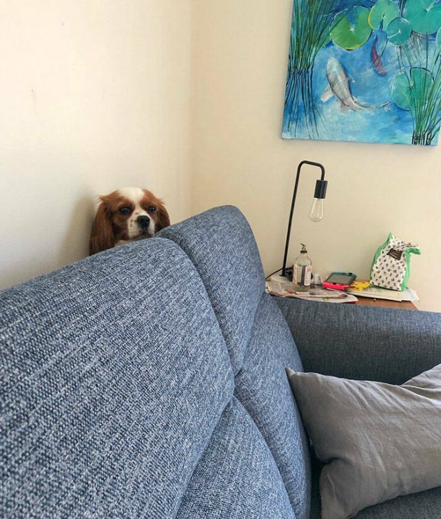 Funny Animals (48 pics)