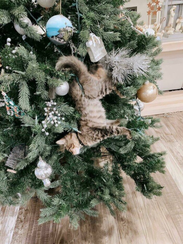 Funny Animals (48 pics)
