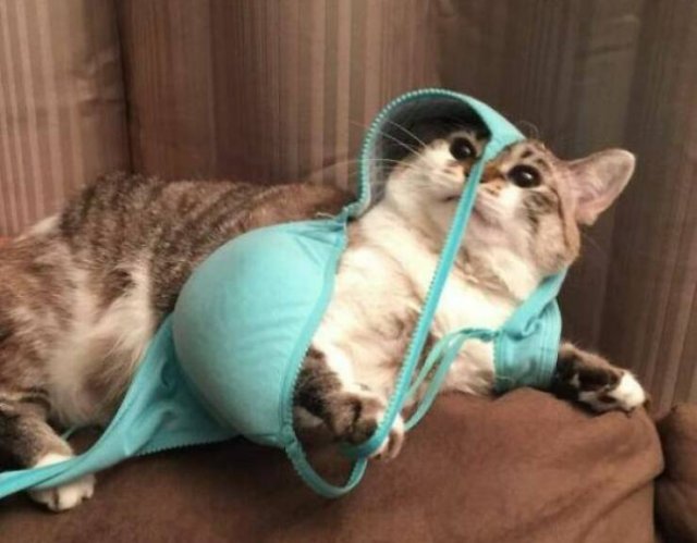 Funny Animals (48 pics)