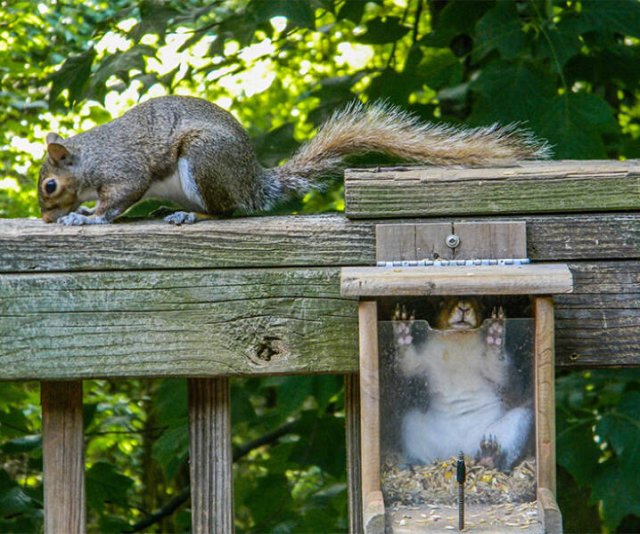 Funny Animals (48 pics)