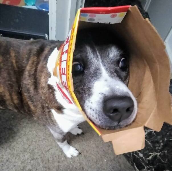 Funny Animals (48 pics)