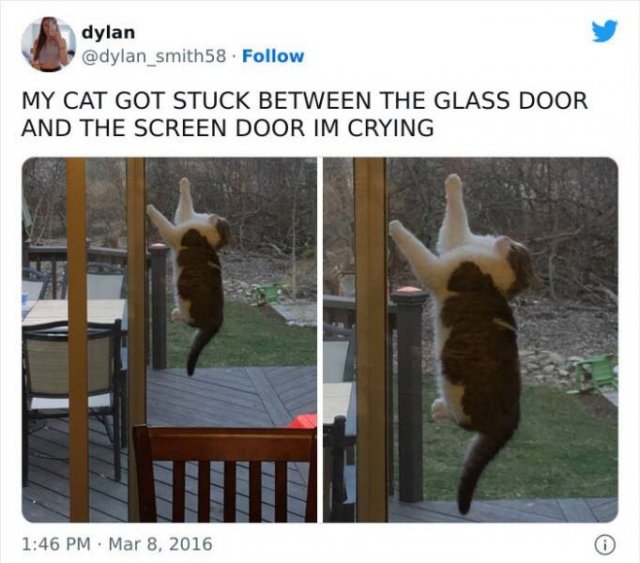Funny Animals (48 pics)