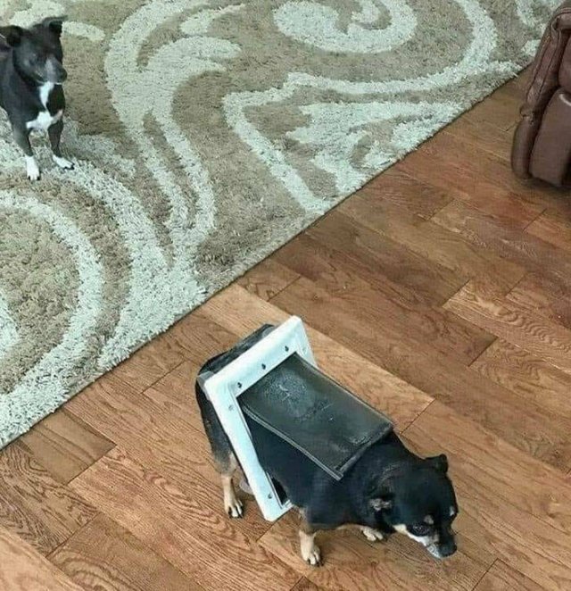 Funny Animals (48 pics)