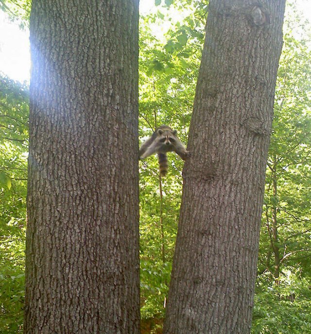 Funny Animals (48 pics)