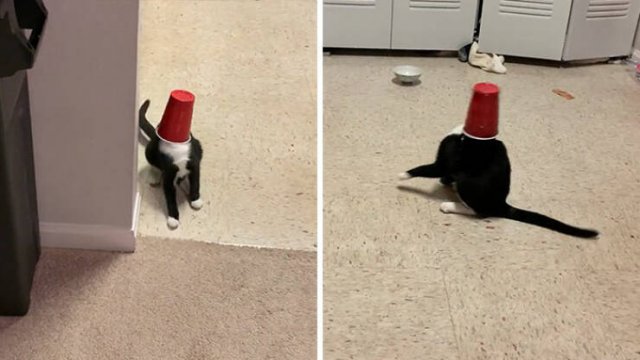 Funny Animals (48 pics)