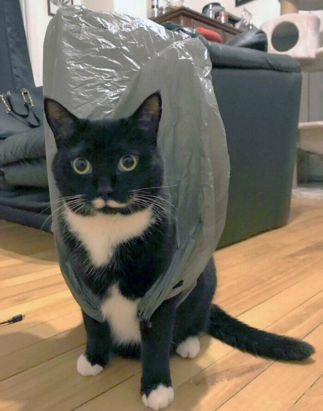 Funny Animals (48 pics)