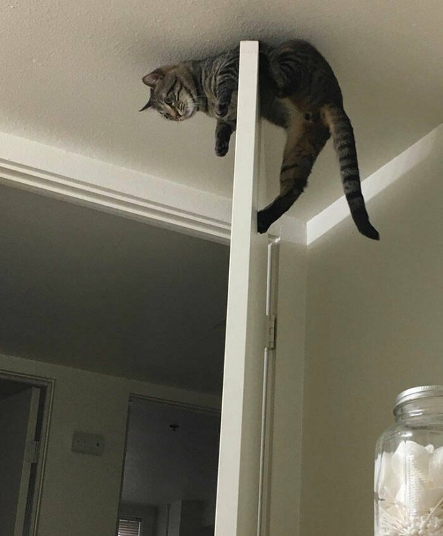 Funny Animals (48 pics)