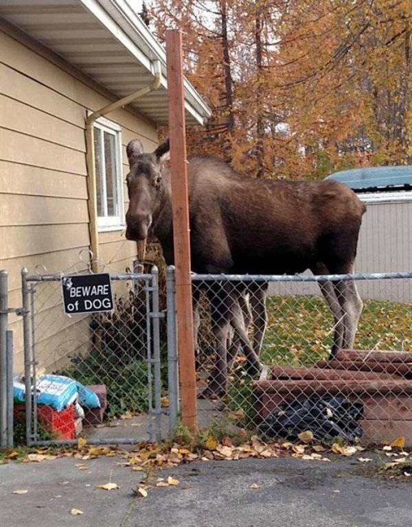 "Dangerous" Dogs (25 pics)