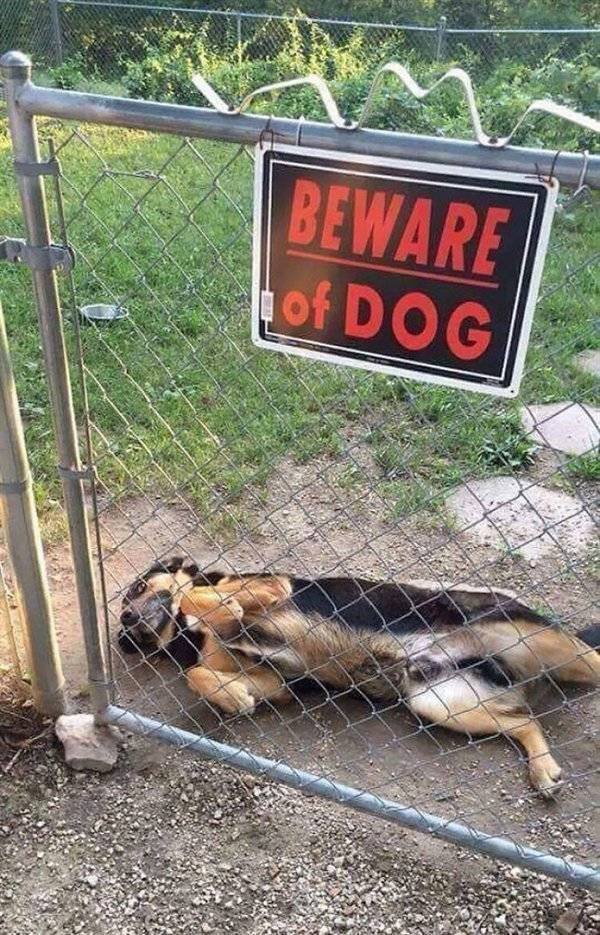 "Dangerous" Dogs (25 pics)